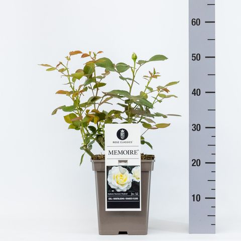 Rosa MEMOIRE