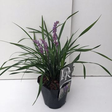 Liriope muscari 'Манимейкер'