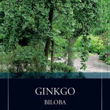 Ginkgo biloba 'Pendula'