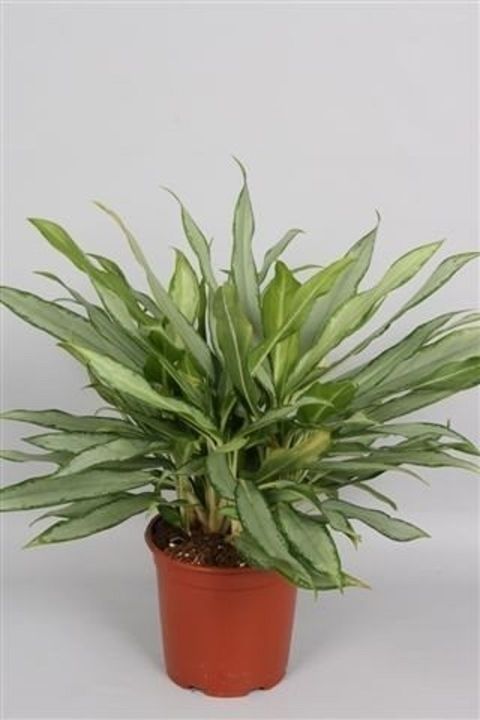 Aglaonema 'White Lance'