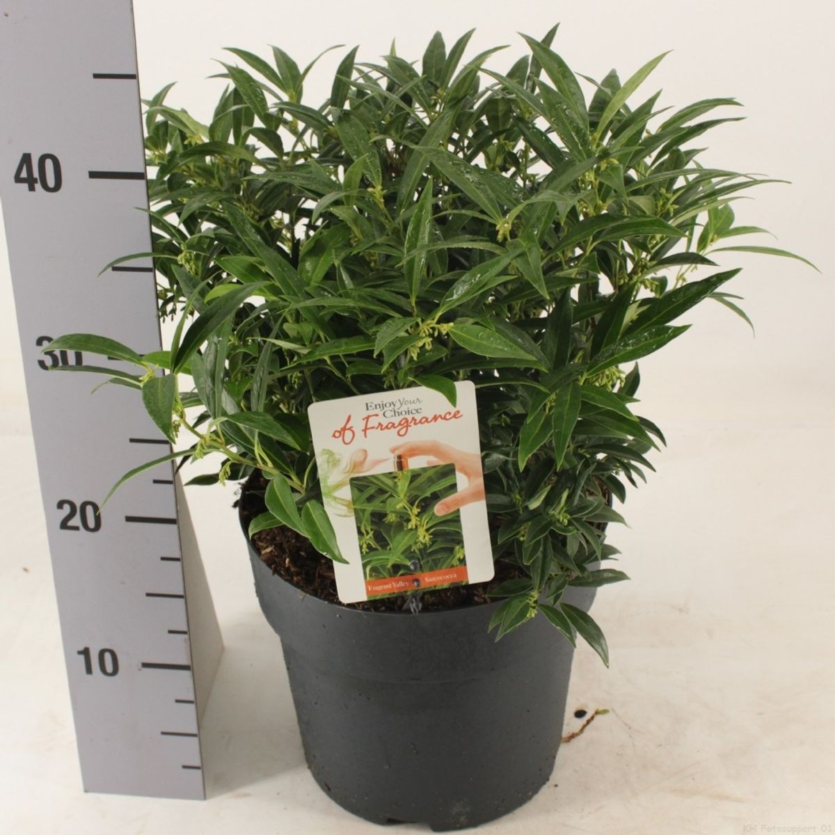 Sarcococca Hookeriana Fragrant Valley — Plant Wholesale Floraccess