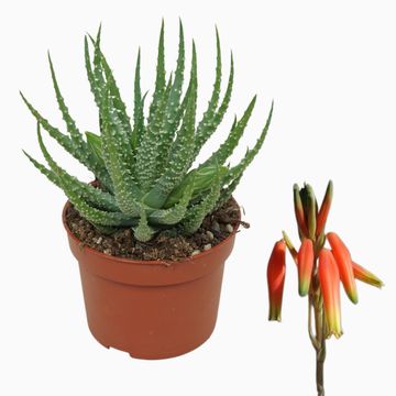 Aloe humilis