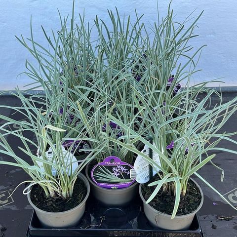Tulbaghia violacea 'Variegata'