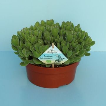 Cotyledon tomentosa ladismithiensis