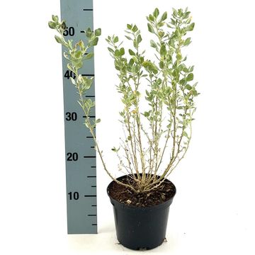 Atriplex halimus