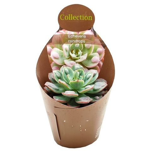 Echeveria 'Raindrops' — Plant Wholesale FlorAccess