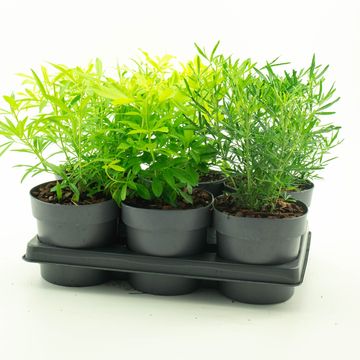 Choisya ternata MIX