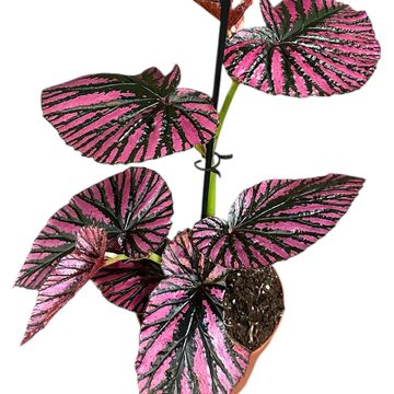 Begonia brevirimosa