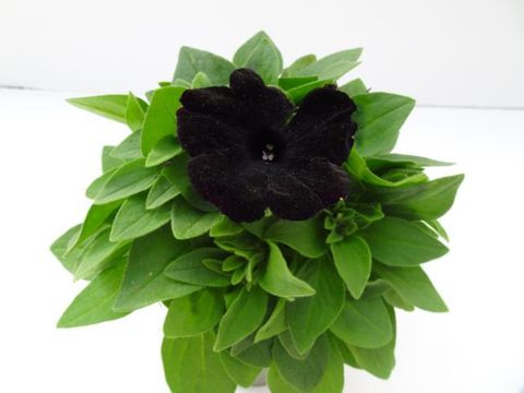 Petunia SWEETUNIA BLACK SATIN