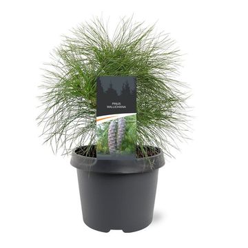 Pinus wallichiana
