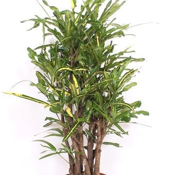 Codiaeum variegatum 'Mammi Yellow'