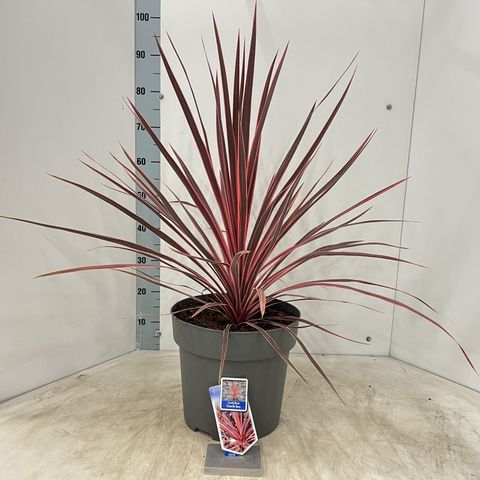Cordyline australis CHARLIE BOY