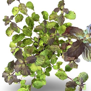 Cornus sanguinea 'Midwinter Fire'