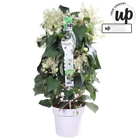 Schizophragma hydrangeoides SNOW SENSATION