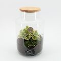 Kомпозиции Terrarium