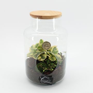 Arranjo Terrarium