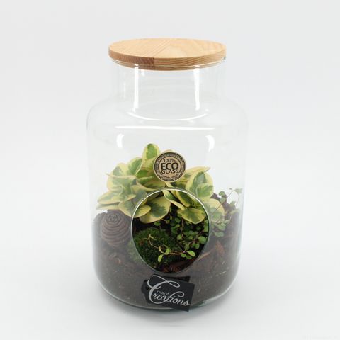 Arrangement Terrarium