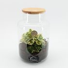 Arrangement Terrarium