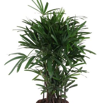 Rhapis excelsa