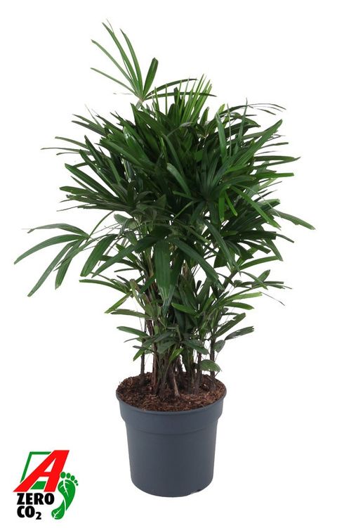 Rhapis excelsa