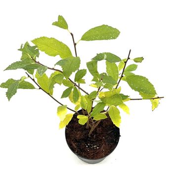 Exochorda racemosa BLUSHING PEARL