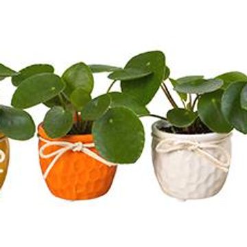 Pilea peperomioides