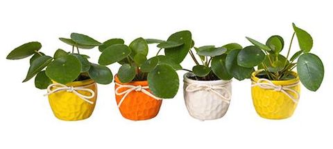 Pilea peperomioides