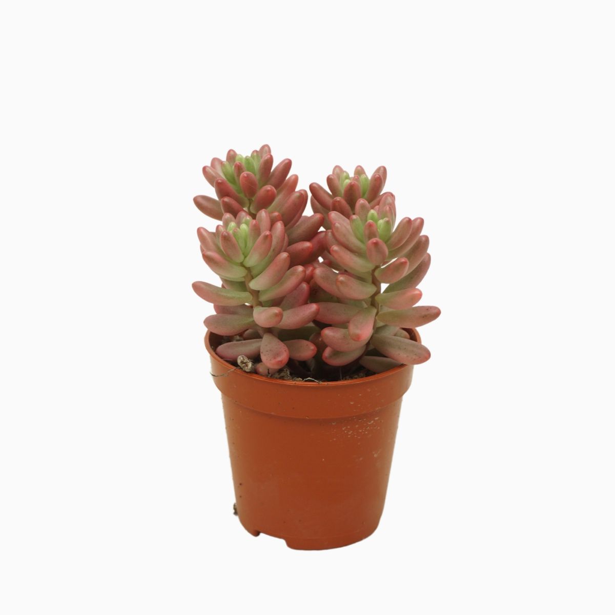 Sedum rubrotinctum Aurora succulenta da esterno pianta