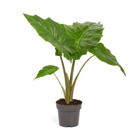 Alocasia 'Portodora'