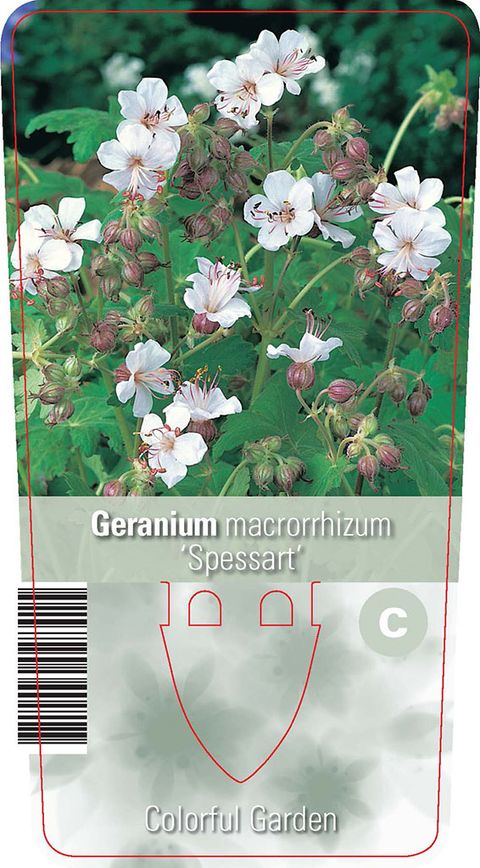 Geranium macrorrhizum 'Spessart'