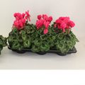 Cyclamen persicum SUPERE SERIE LEOPARDO NEON PINK