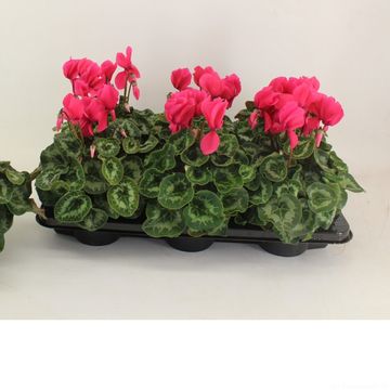 Cyclamen persicum SUPERE SERIE LEOPARDO NEON PINK