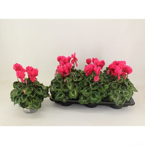 Cyclamen persicum SUPERE SERIE LEOPARDO NEON PINK