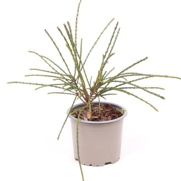 Thuja plicata 'Whipcord'