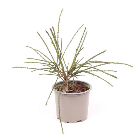 Thuja plicata 'Whipcord'