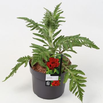 Papaver orientale RED RUMBLE