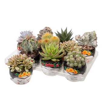 Cactus / Succulents MIX