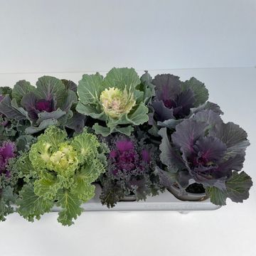 Brassica oleracea MIX