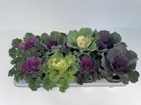 Brassica oleracea MIX