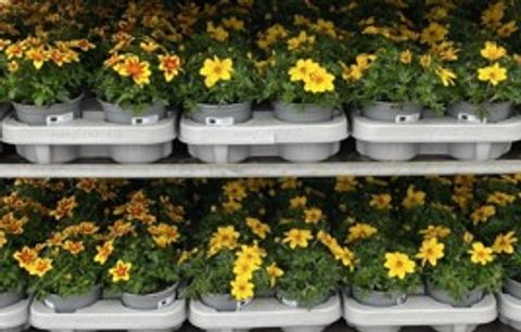 Bidens ferulifolia SOLAIRE COMPACT