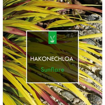 Hakonechloa macra SUNFLARE