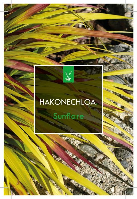 Hakonechloa macra SUNFLARE