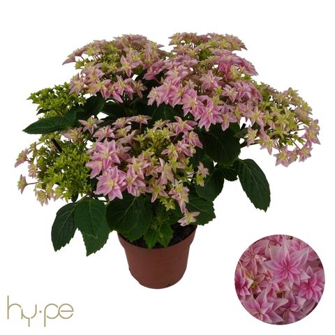 Hydrangea macrophylla 'Double Dutch Pink'