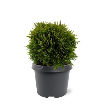 Thuja occidentalis 'Danica'