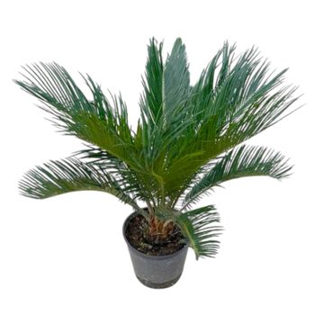 Cycas revoluta