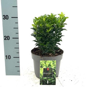 Euonymus japonicus 'Green Spire'