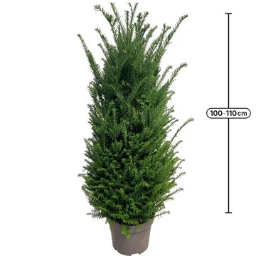 Taxus baccata