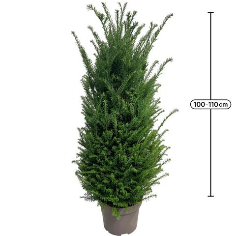 Taxus baccata