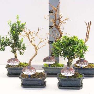 Bonsai MIX