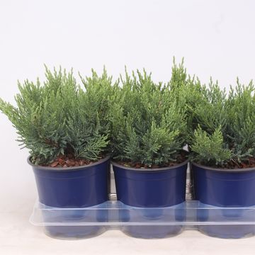 Juniperus sabina 'Tamariscifolia'